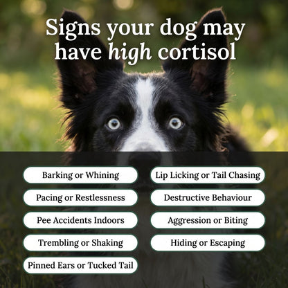Harmoni - Cortisol Support For Dogs